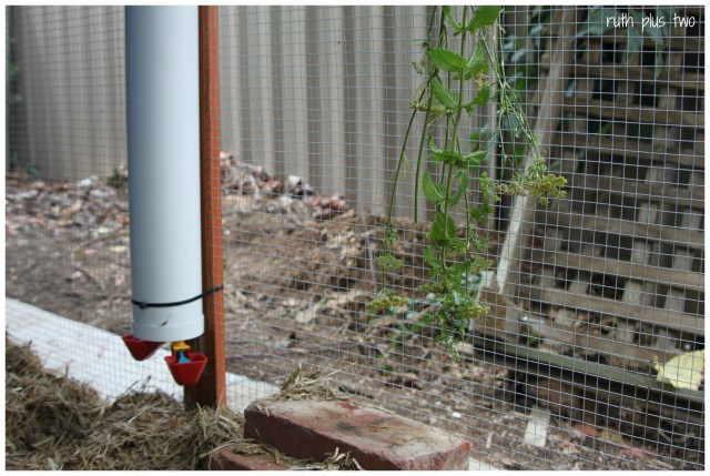 drinker and green pick