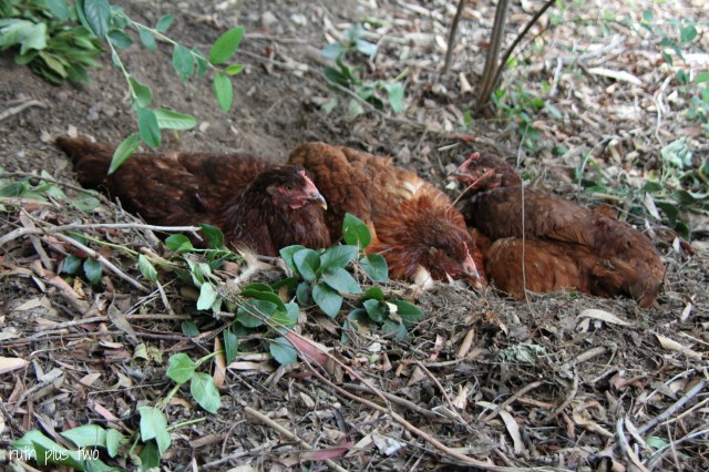 chickens dustbathing
