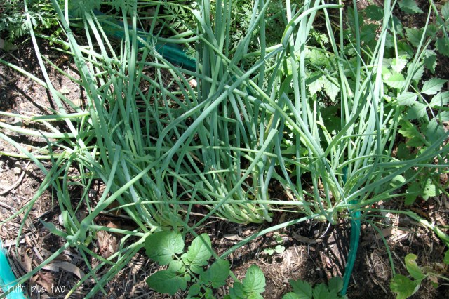 green onions