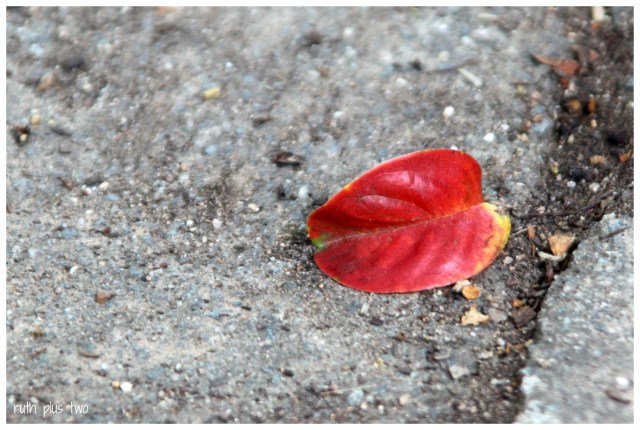 red leaf