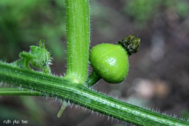 mystery vine vegetable