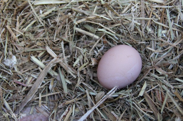 first egg