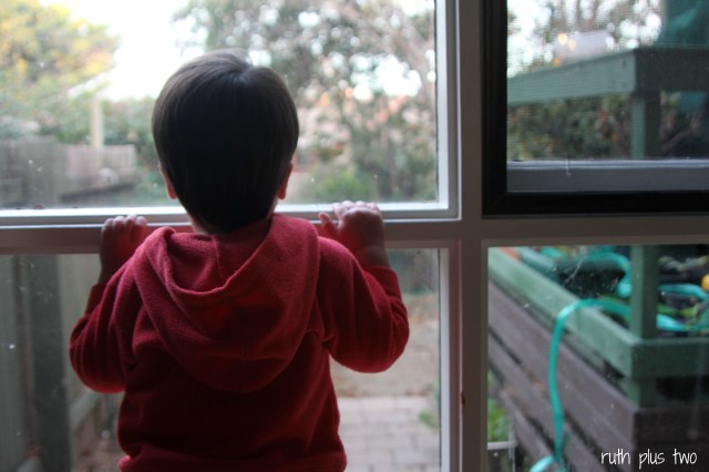 looking for the chickens