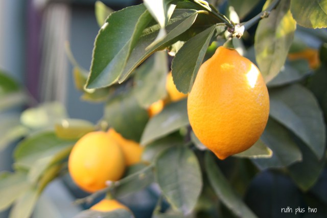 meyer lemons