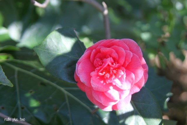 pink camellia