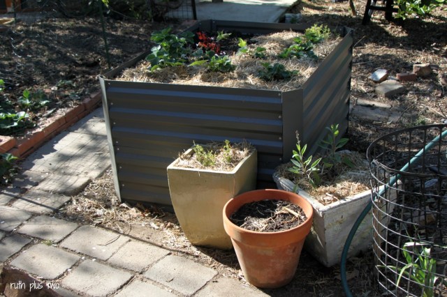 raised garden beds