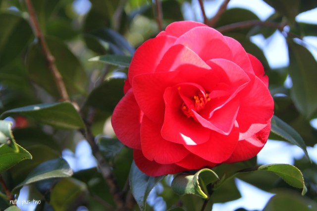 red camelia