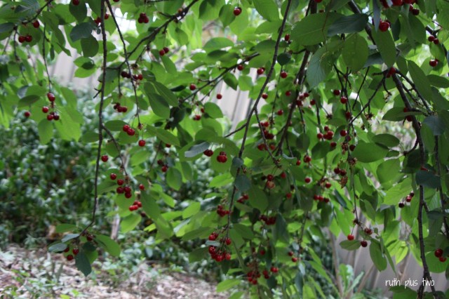 cherries 2