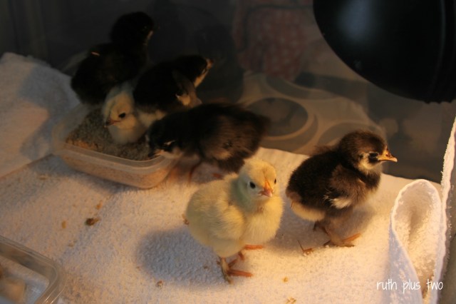 chicks