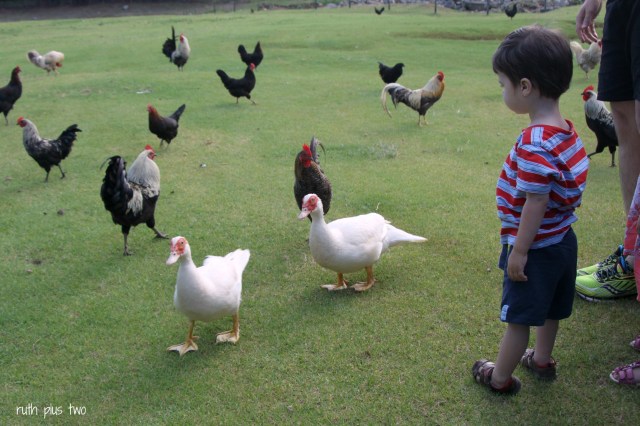 Hugo with ducks and chickens
