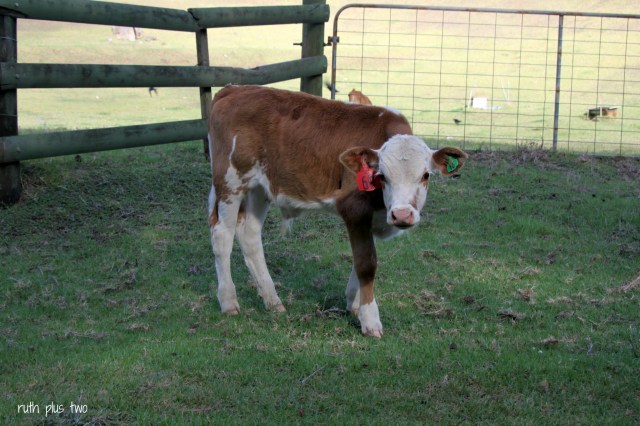 calf