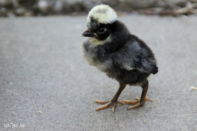 Chick 4