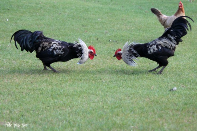 Norfolk roosters