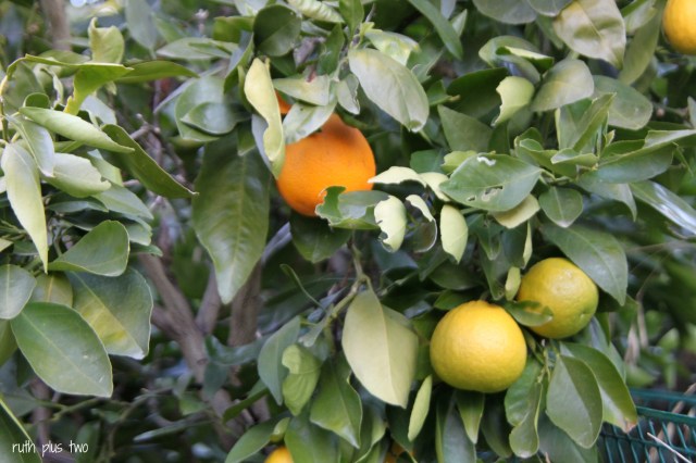 oranges